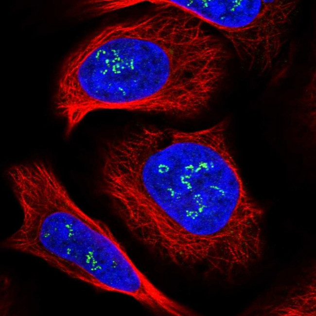 DMXL1 Antibody in Immunocytochemistry (ICC/IF)