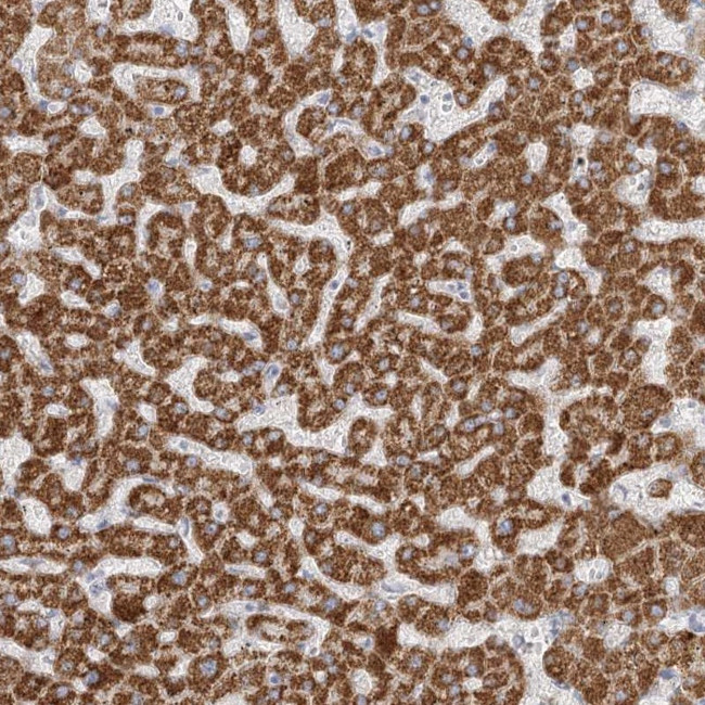 DMGDH Antibody in Immunohistochemistry (Paraffin) (IHC (P))