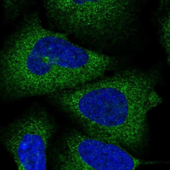 SPAT5 Antibody in Immunocytochemistry (ICC/IF)