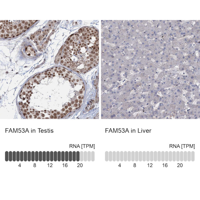 FAM53A Antibody in Immunohistochemistry (IHC)