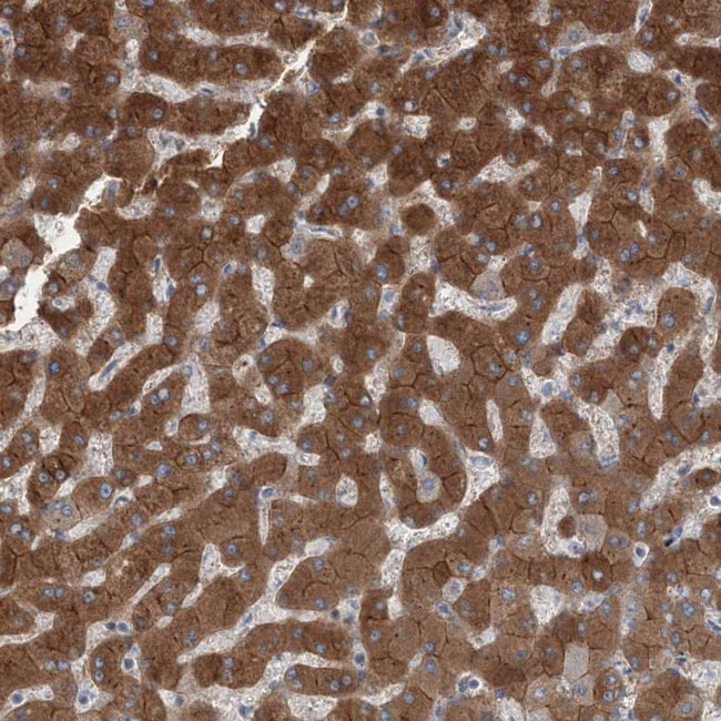 AASDH Antibody in Immunohistochemistry (Paraffin) (IHC (P))