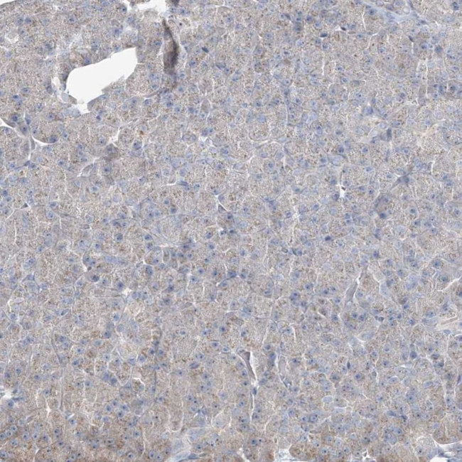 CXXC5 Antibody in Immunohistochemistry (Paraffin) (IHC (P))