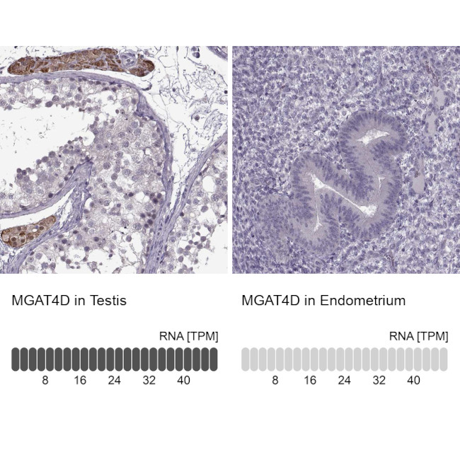 GL54D Antibody in Immunohistochemistry (IHC)