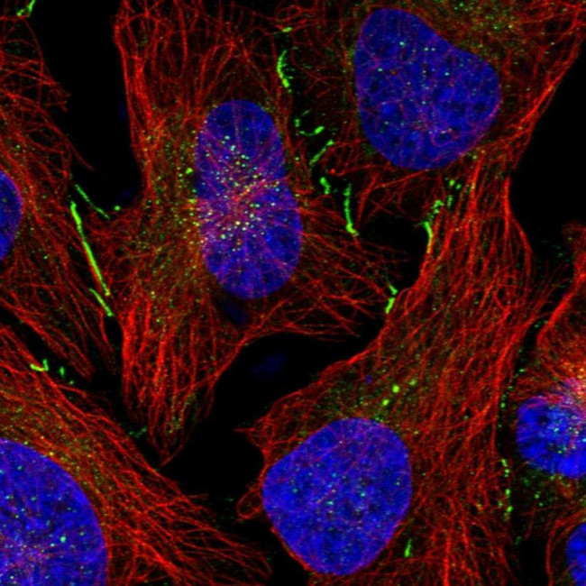 DJC18 Antibody in Immunocytochemistry (ICC/IF)