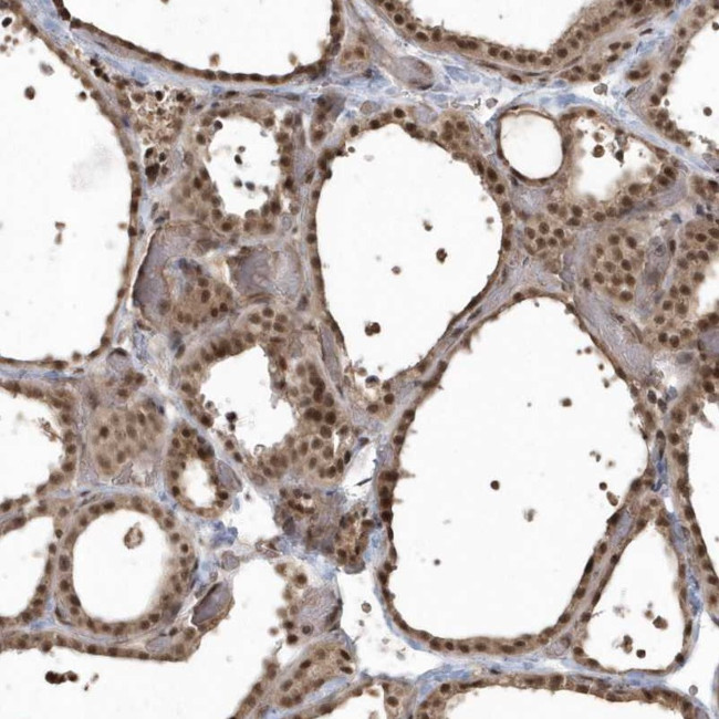EPB41L4A Antibody in Immunohistochemistry (Paraffin) (IHC (P))