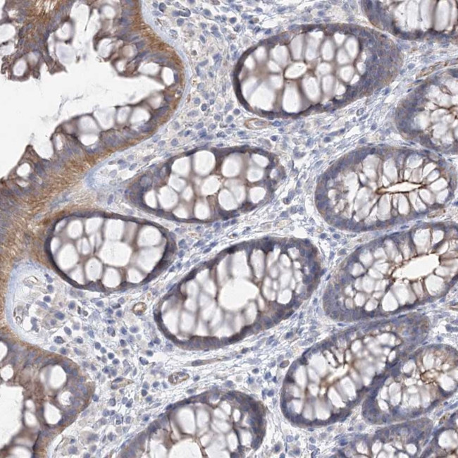 PIGC Antibody in Immunohistochemistry (Paraffin) (IHC (P))