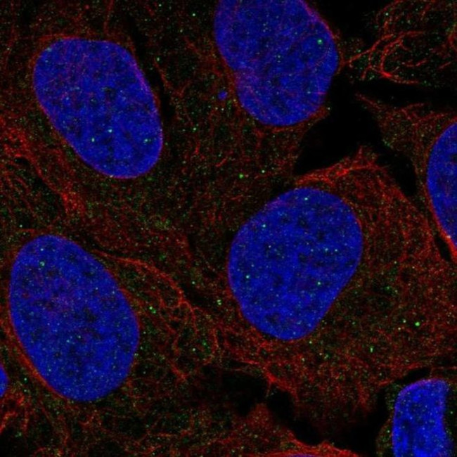 FANCL Antibody in Immunocytochemistry (ICC/IF)