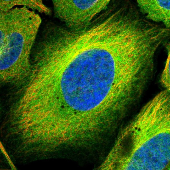 MAP4K5 Antibody in Immunocytochemistry (ICC/IF)