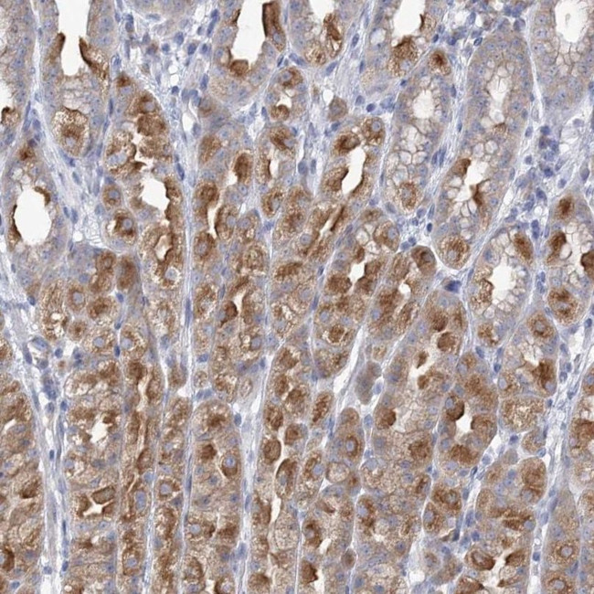 CNTLN Antibody in Immunohistochemistry (IHC)