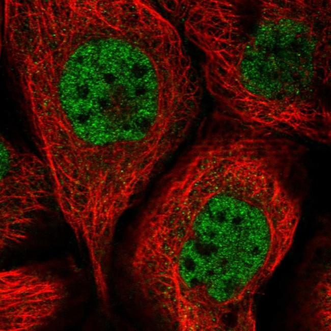 ARGBP2 Antibody in Immunocytochemistry (ICC/IF)