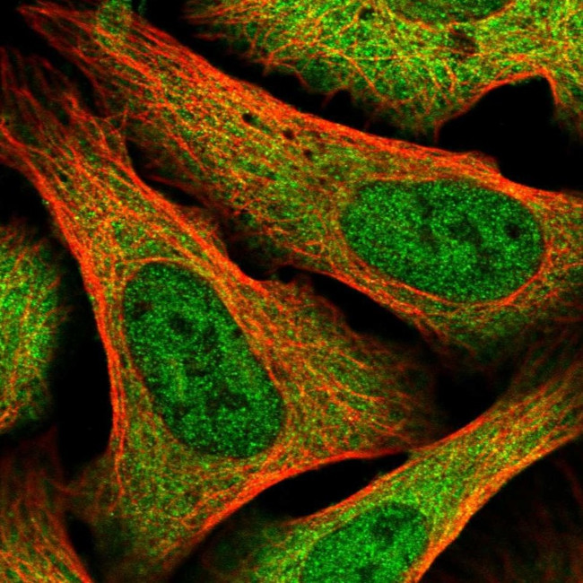GPN1 Antibody in Immunocytochemistry (ICC/IF)