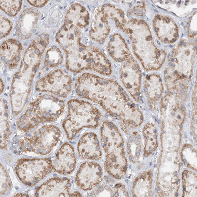 SOWAHB Antibody in Immunohistochemistry (Paraffin) (IHC (P))