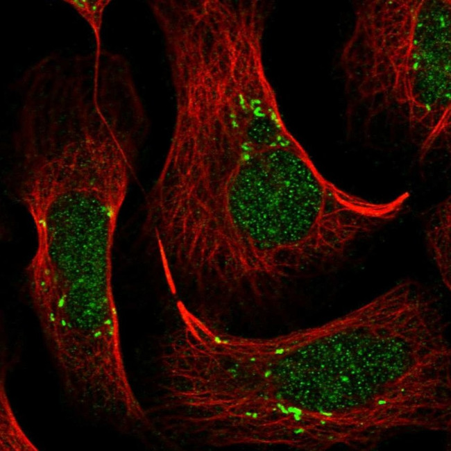 VWA5B2 Antibody in Immunocytochemistry (ICC/IF)