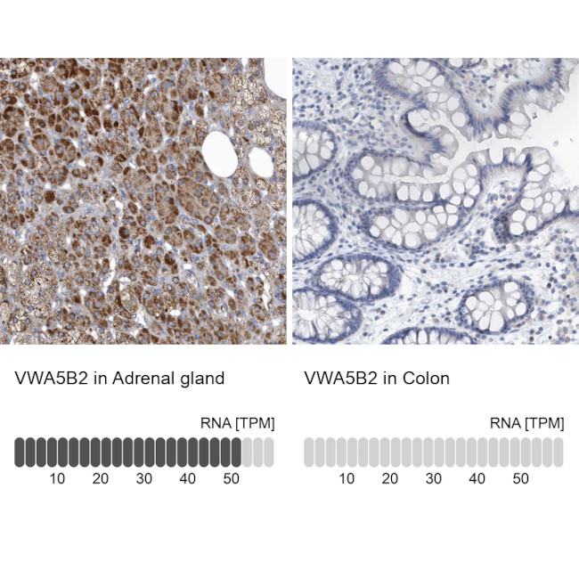 VWA5B2 Antibody in Immunohistochemistry (IHC)