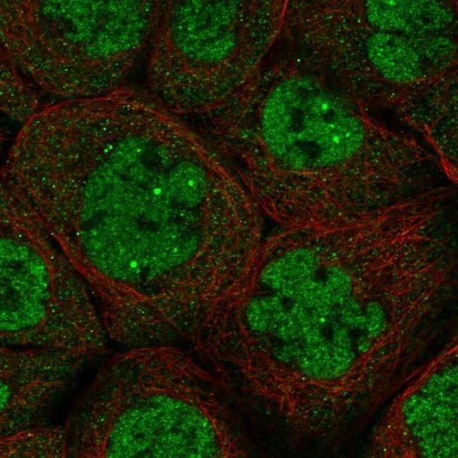 DALRD3 Antibody in Immunocytochemistry (ICC/IF)
