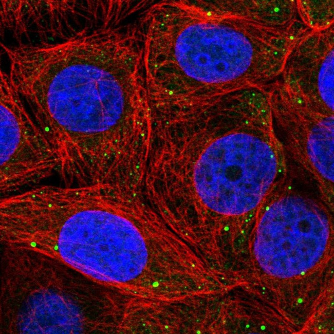 PSMD6 Antibody in Immunocytochemistry (ICC/IF)