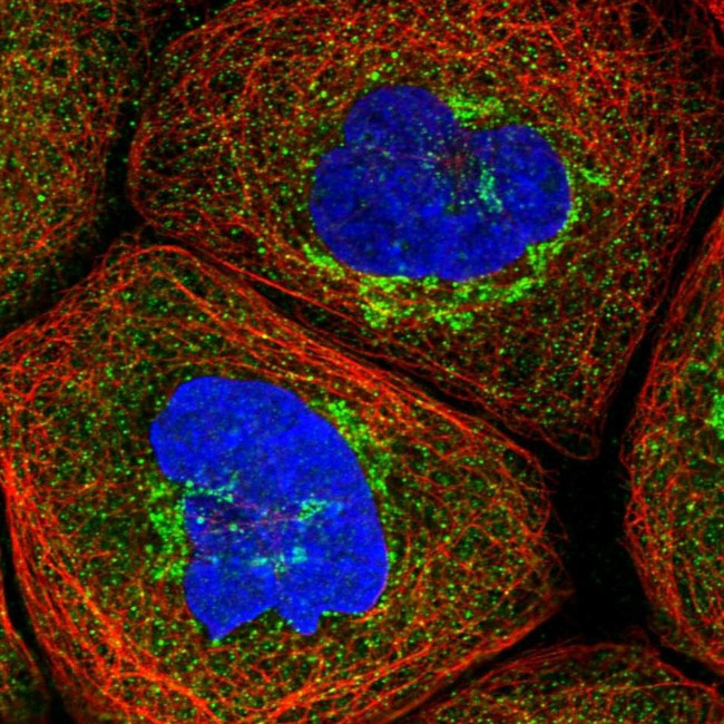 PSMD6 Antibody in Immunocytochemistry (ICC/IF)