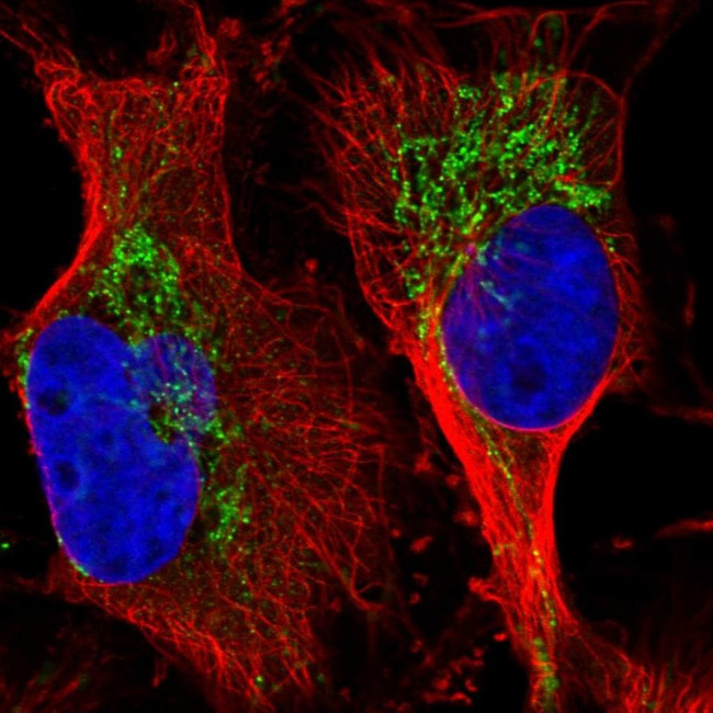 GRSF1 Antibody in Immunocytochemistry (ICC/IF)