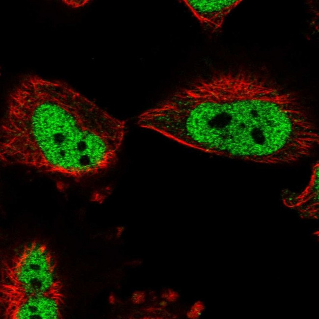 FAM44A Antibody in Immunocytochemistry (ICC/IF)