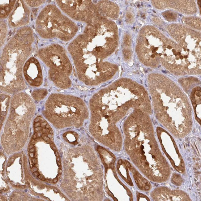 4E-BP2 Antibody in Immunohistochemistry (Paraffin) (IHC (P))
