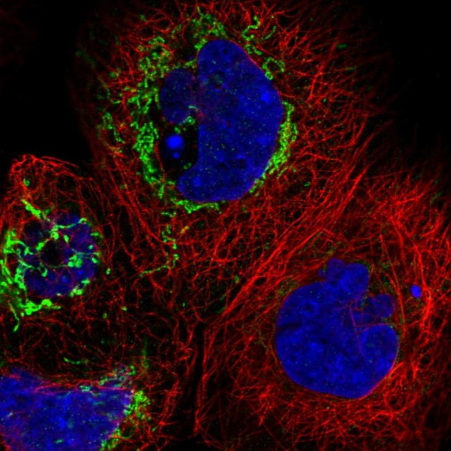 THAP9 Antibody in Immunocytochemistry (ICC/IF)