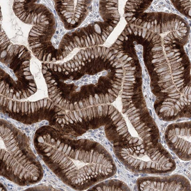 METTL24 Antibody in Immunohistochemistry (Paraffin) (IHC (P))