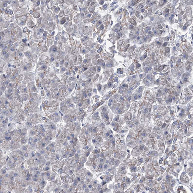 RANBP3L Antibody in Immunohistochemistry (Paraffin) (IHC (P))