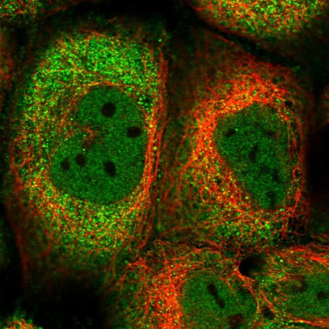 CCSER2 Antibody in Immunocytochemistry (ICC/IF)