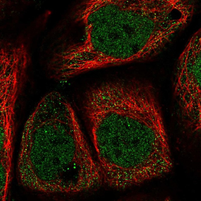 WDR27 Antibody in Immunocytochemistry (ICC/IF)