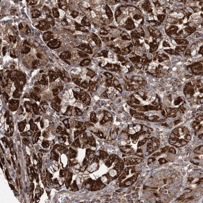 POC5 Antibody in Immunohistochemistry (Paraffin) (IHC (P))