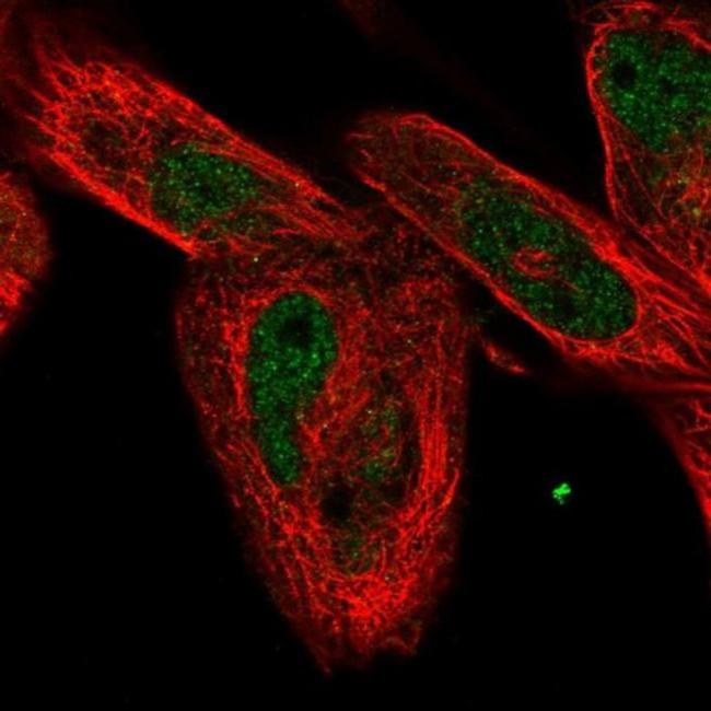 FAM168A Antibody in Immunocytochemistry (ICC/IF)