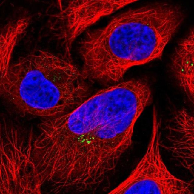 LOXL4 Antibody in Immunocytochemistry (ICC/IF)