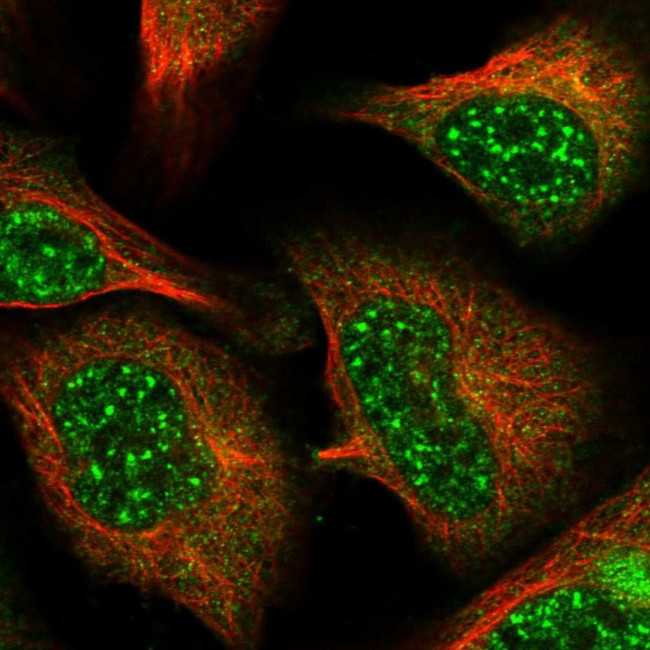 C10orf32 Antibody in Immunocytochemistry (ICC/IF)