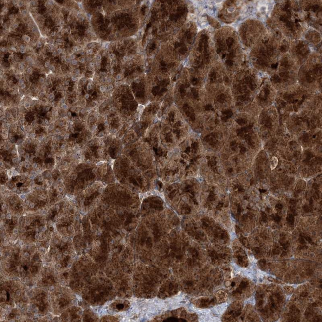 MOCS2 Antibody in Immunohistochemistry (Paraffin) (IHC (P))
