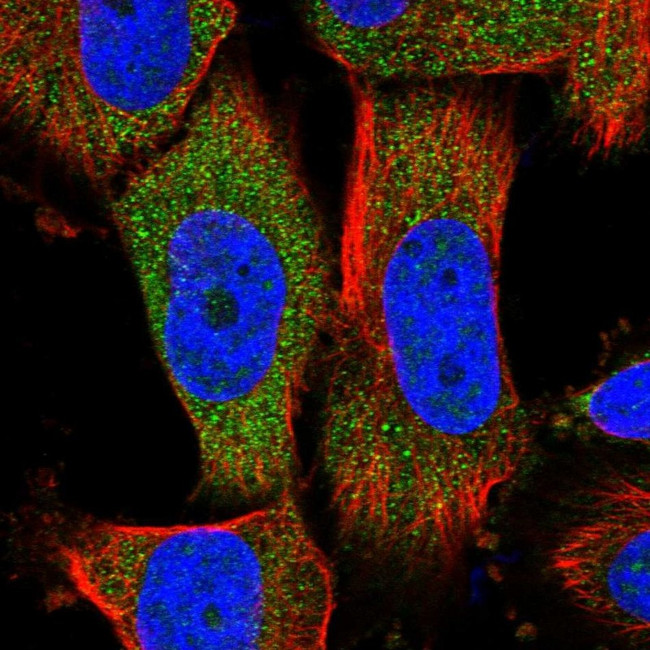 MOCS2 Antibody in Immunocytochemistry (ICC/IF)