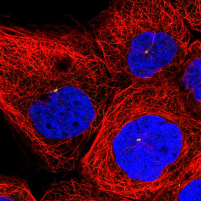 INPP4B Antibody in Immunocytochemistry (ICC/IF)