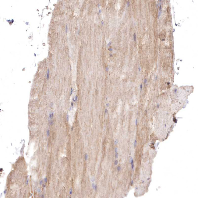 FCHO2 Antibody in Immunohistochemistry (Paraffin) (IHC (P))