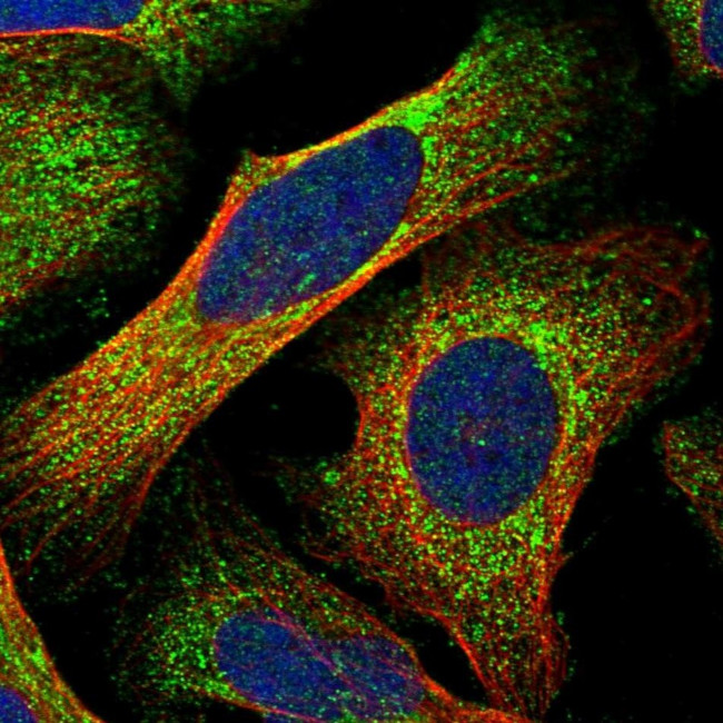 FAM53B Antibody in Immunocytochemistry (ICC/IF)
