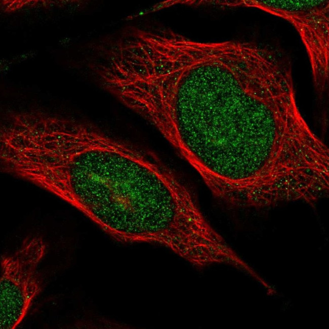 VWA5A Antibody in Immunocytochemistry (ICC/IF)