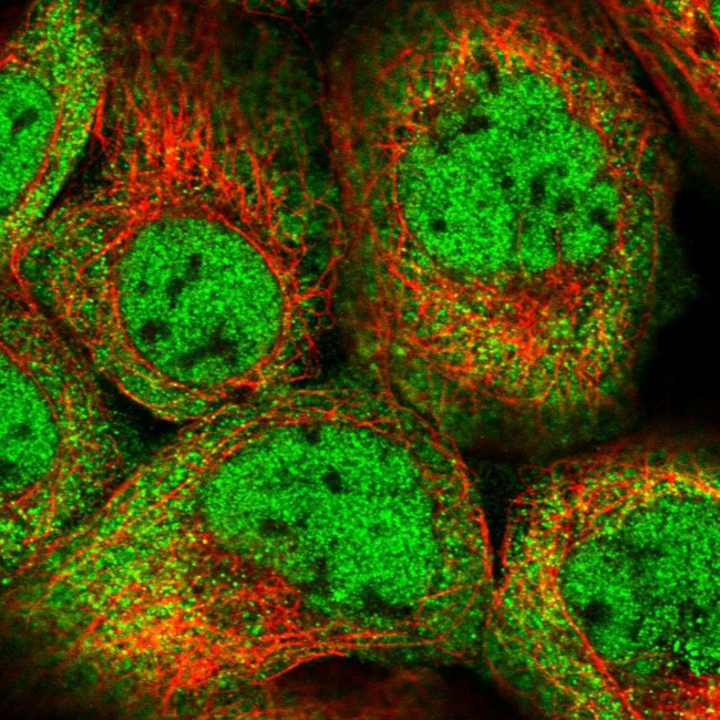 FAM13C Antibody in Immunocytochemistry (ICC/IF)