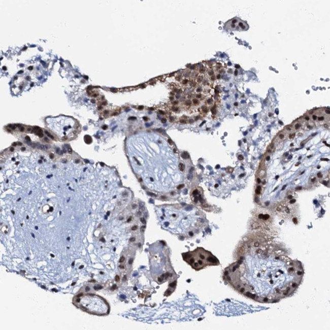 OLAH Antibody in Immunohistochemistry (Paraffin) (IHC (P))