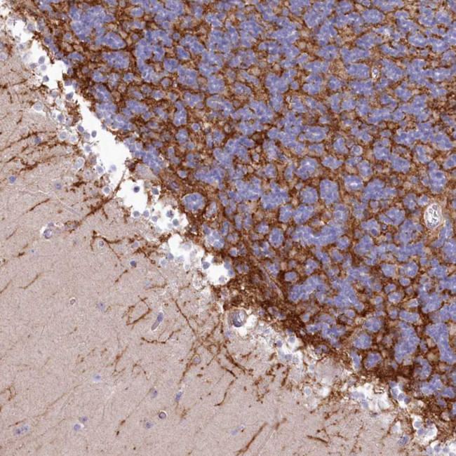 SLC6A11 Antibody in Immunohistochemistry (Paraffin) (IHC (P))