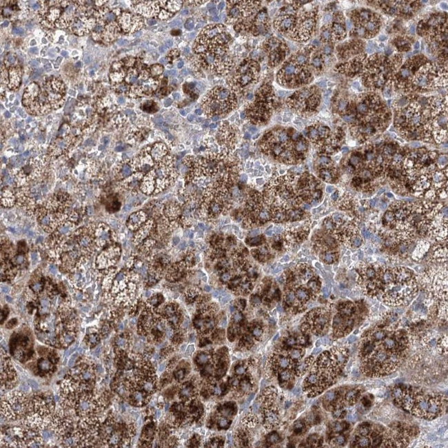 NME7 Antibody in Immunohistochemistry (Paraffin) (IHC (P))