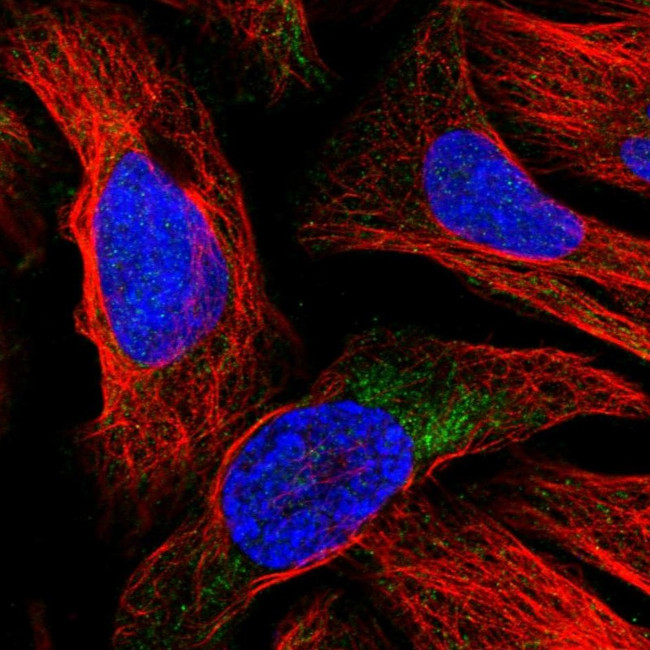 ATRNL1 Antibody in Immunocytochemistry (ICC/IF)