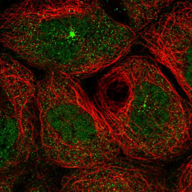 KIAA1109 Antibody in Immunocytochemistry (ICC/IF)