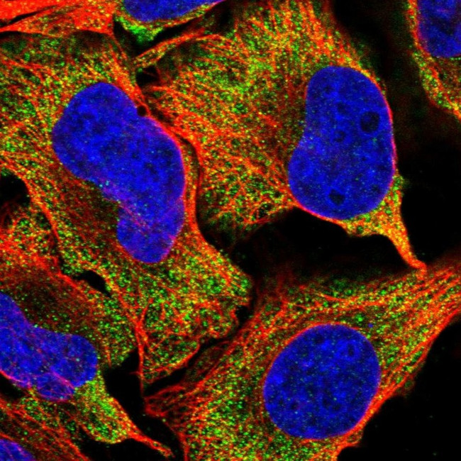 SPATA7 Antibody in Immunocytochemistry (ICC/IF)