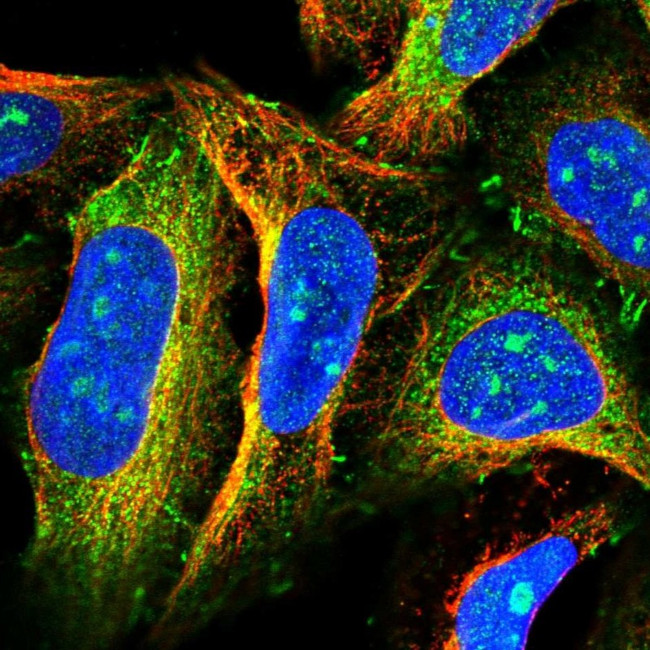 FAM13A Antibody in Immunocytochemistry (ICC/IF)