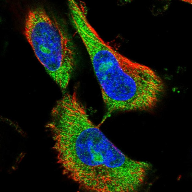 TMEM187 Antibody in Immunocytochemistry (ICC/IF)