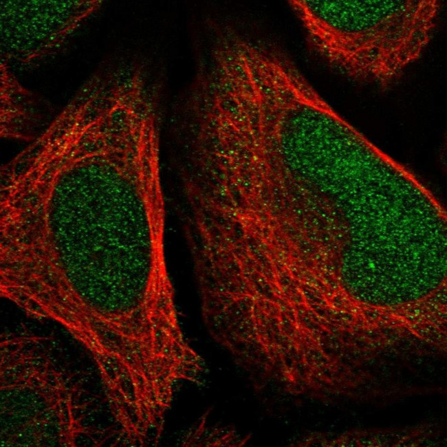 FAM204A Antibody in Immunocytochemistry (ICC/IF)