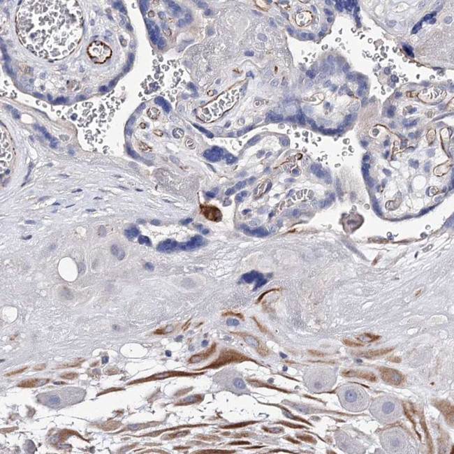 DSPG3 Antibody in Immunohistochemistry (Paraffin) (IHC (P))